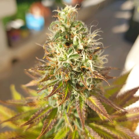 Jorge's Diamonds #1 growlog timeline photo