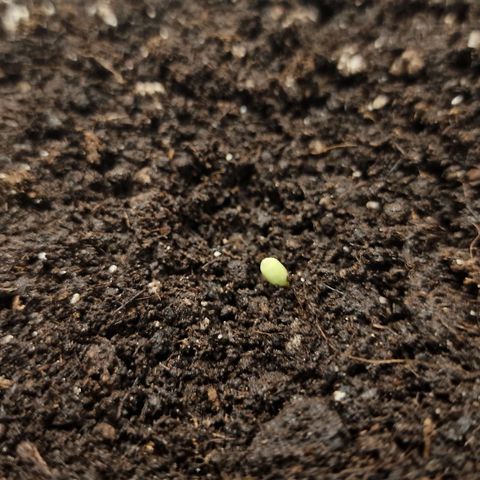 Wendy growlog photo: Samenkapsel vorsichtig entfernt 