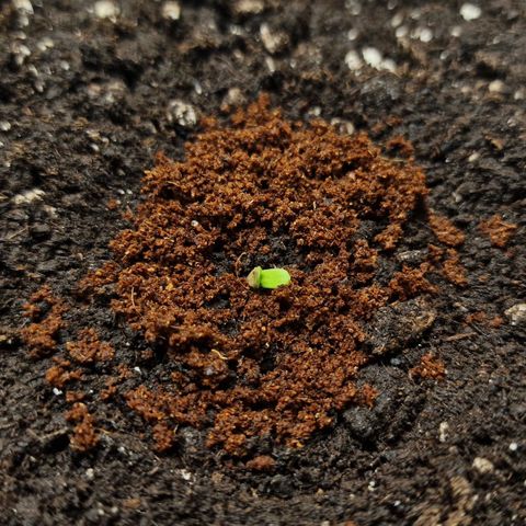 Wendy growlog timeline photo