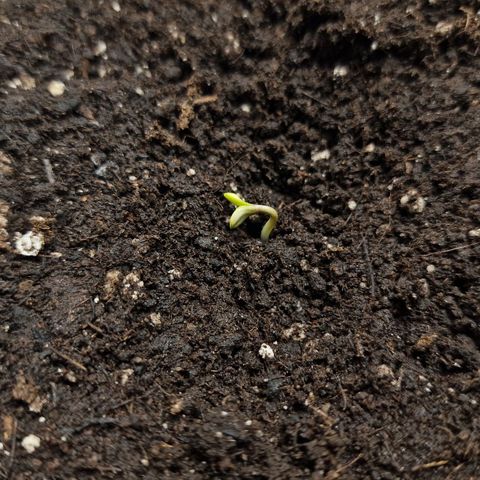 Samantha growlog timeline photo