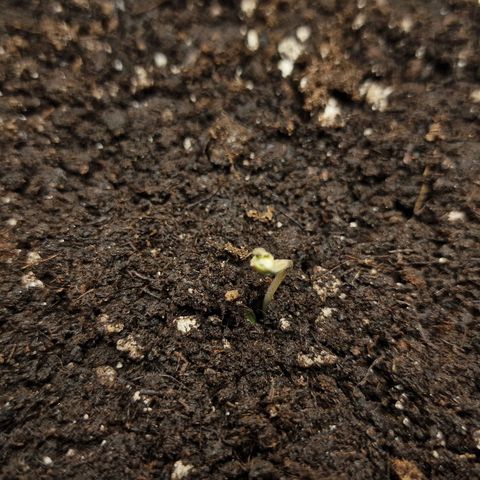 Suri growlog timeline photo