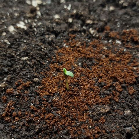 Wendy growlog timeline photo