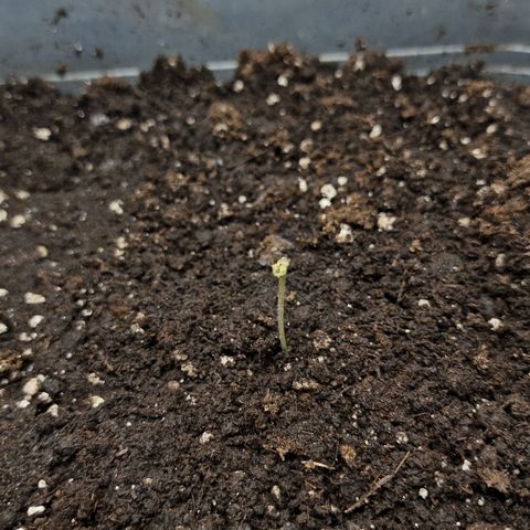 Suri growlog timeline photo