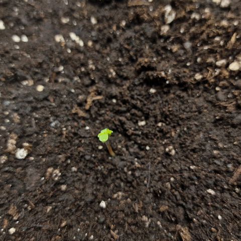 Samantha growlog timeline photo