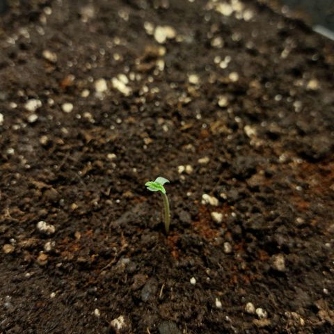 Wendy growlog timeline photo