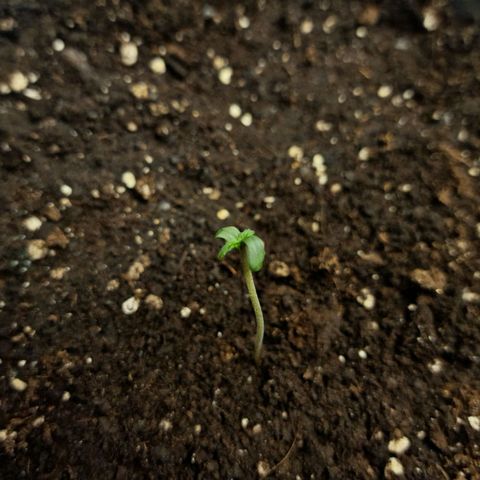 Samantha growlog timeline photo