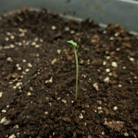 Suri growlog timeline photo