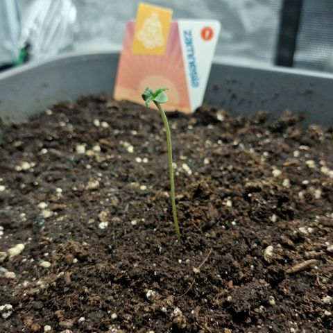 Samantha growlog timeline photo