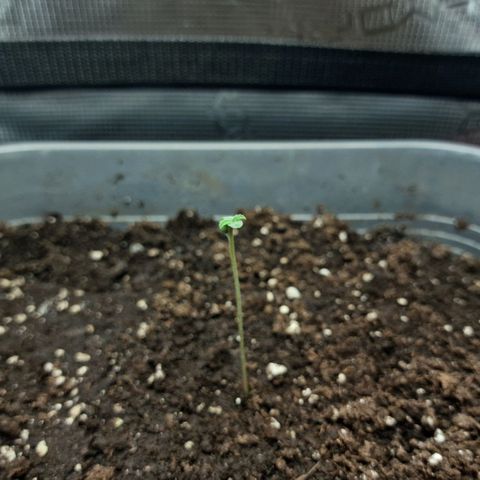 Suri growlog timeline photo