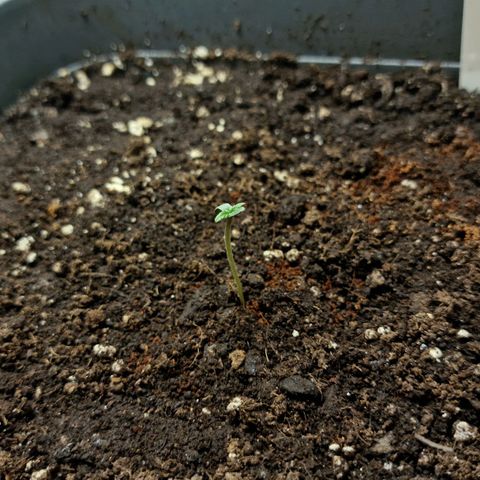 Wendy growlog timeline photo