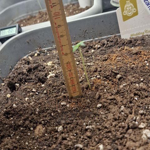 Wendy growlog timeline photo