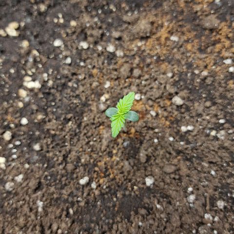 Wendy growlog timeline photo