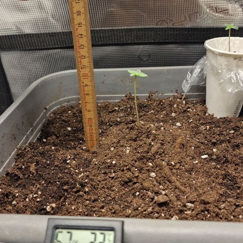 Suri growlog timeline photo