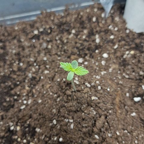 Suri growlog timeline photo
