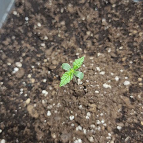Samantha growlog timeline photo
