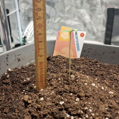 Samantha growlog timeline photo