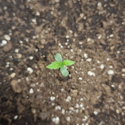 Samantha growlog timeline photo