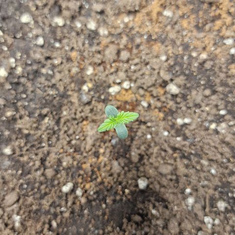 Wendy growlog timeline photo