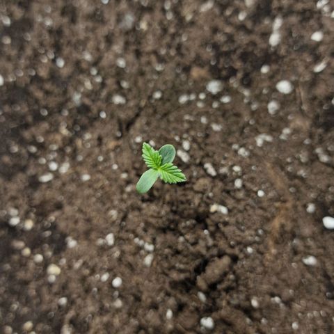 Suri growlog timeline photo