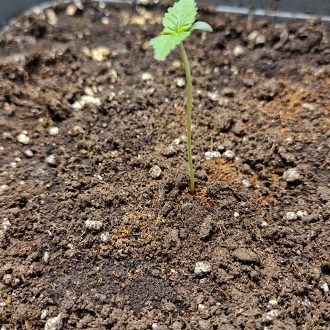 Wendy growlog timeline photo