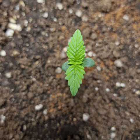 Wendy growlog timeline photo