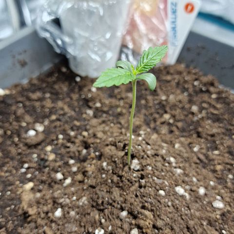 Samantha growlog timeline photo