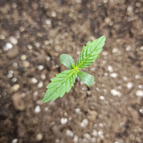 Samantha growlog timeline photo
