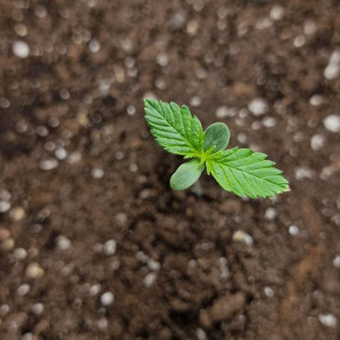 Suri growlog timeline photo