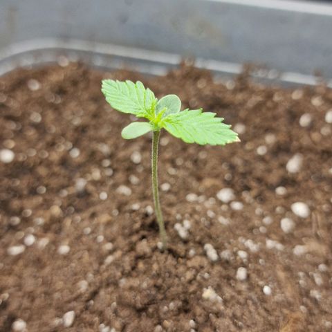 Suri growlog timeline photo