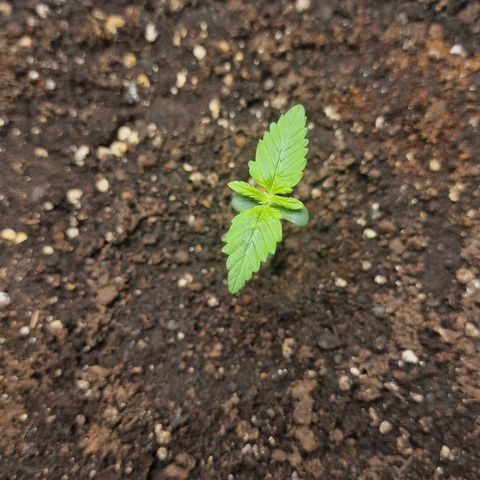 Wendy growlog timeline photo