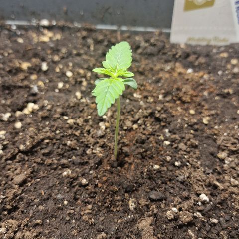 Wendy growlog timeline photo