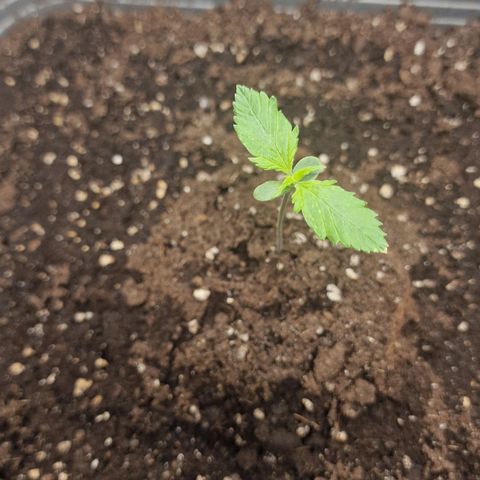 Suri growlog timeline photo