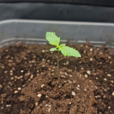 Suri growlog timeline photo