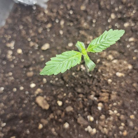 Samantha growlog timeline photo