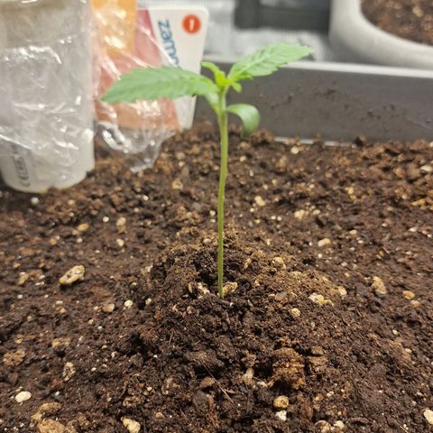 Samantha growlog timeline photo
