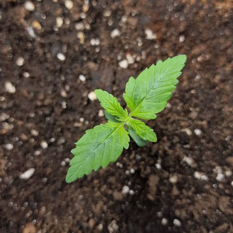 Wendy growlog timeline photo