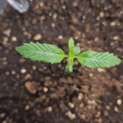 Samantha growlog timeline photo