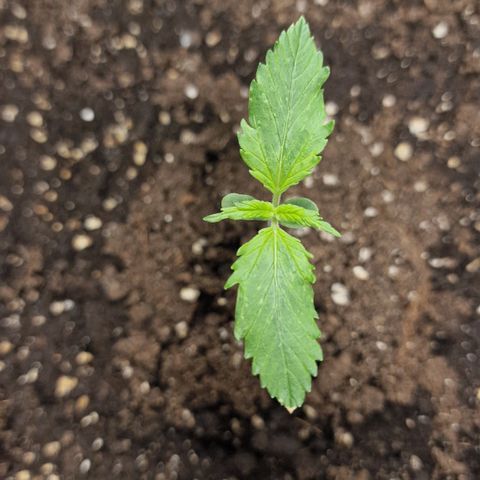 Suri growlog timeline photo