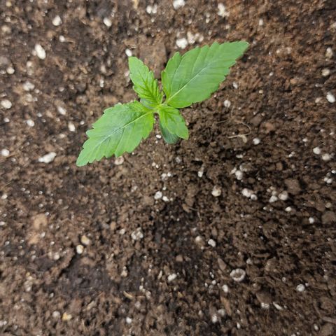 Wendy growlog timeline photo