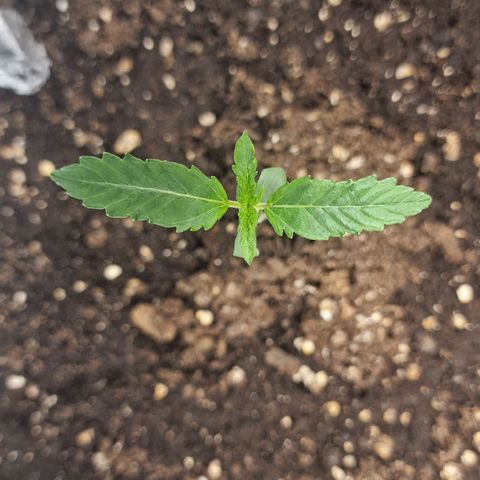 Samantha growlog timeline photo