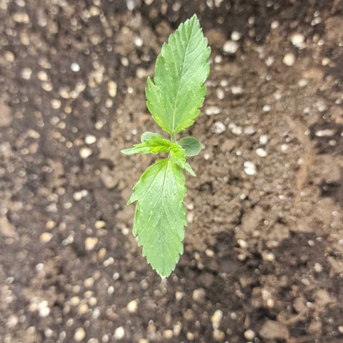 Suri growlog timeline photo
