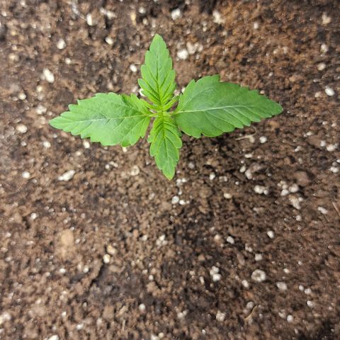 Wendy growlog timeline photo