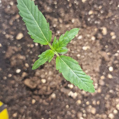 Samantha growlog timeline photo