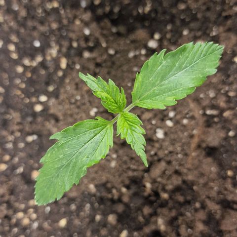 Suri growlog timeline photo