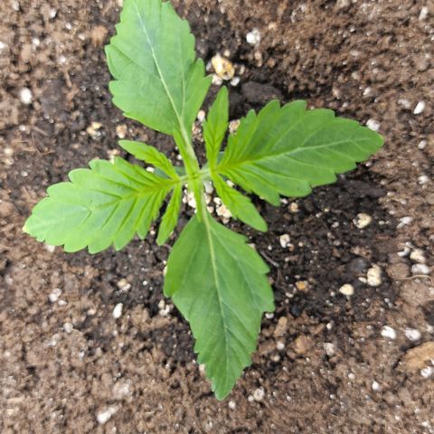 Wendy growlog timeline photo