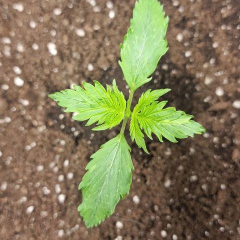 Suri growlog timeline photo