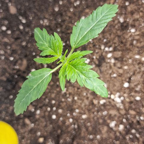 Samantha growlog timeline photo