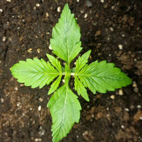 Wendy growlog timeline photo