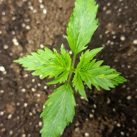 Suri growlog timeline photo