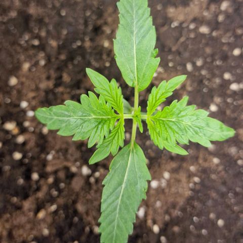 Samantha growlog timeline photo